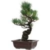 Japanische Mädchenkiefer, Bonsai, 14 Jahre, 39cm -Empfohlener Shop für Topfpflanzen opinpar141 39