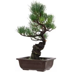 Japanische Mädchenkiefer, Bonsai, 14 Jahre, 39cm