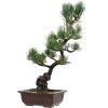 Japanische Mädchenkiefer, Bonsai, 14 Jahre, 50cm -Empfohlener Shop für Topfpflanzen opinpar141 41
