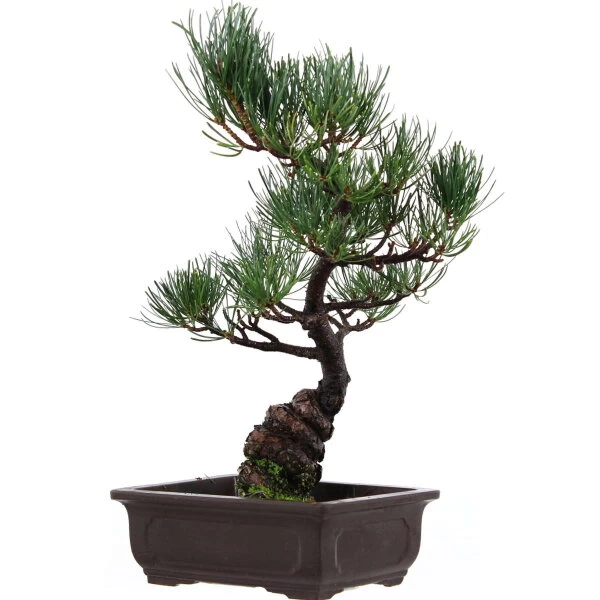 Japanische Mädchenkiefer, Bonsai, 14 Jahre, 39cm 3 Japanische Mädchenkiefer, Bonsai, 14 Jahre, 39cm