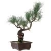 Japanische Mädchenkiefer, Bonsai, 14 Jahre, 43cm -Empfohlener Shop für Topfpflanzen opinpar141 47