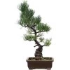 Japanische Mädchenkiefer, Bonsai, 14 Jahre, 47cm 1 Japanische Mädchenkiefer, Bonsai, 14 Jahre, 47cm -Empfohlener Shop für Topfpflanzen opinpar141 55