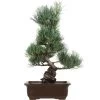 Japanische Mädchenkiefer, Bonsai, 16 Jahre, 46cm 1 Japanische Mädchenkiefer, Bonsai, 16 Jahre, 46cm -Empfohlener Shop für Topfpflanzen opinpar161 01