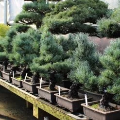 Japanische Mädchenkiefer, Bonsai, 16 Jahre, 46cm -Empfohlener Shop für Topfpflanzen opinpar161 012