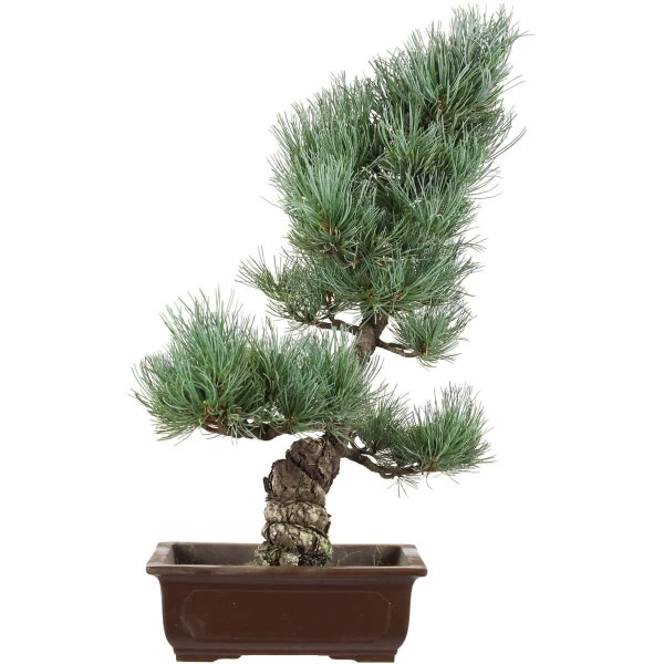 Japanische Mädchenkiefer, Bonsai, 16 Jahre, 53cm 3 Japanische Mädchenkiefer, Bonsai, 16 Jahre, 53cm