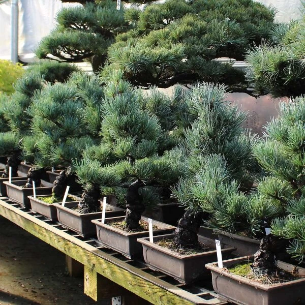 Japanische Mädchenkiefer, Bonsai, 16 Jahre, 53cm 4 Japanische Mädchenkiefer, Bonsai, 16 Jahre, 53cm – Bild 2