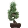 Japanische Mädchenkiefer, Bonsai, 16 Jahre, 50cm -Empfohlener Shop für Topfpflanzen opinpar161 09