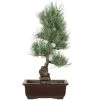 Japanische Mädchenkiefer, Bonsai, 16 Jahre, 48cm -Empfohlener Shop für Topfpflanzen opinpar161 10