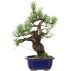 Japanische Mädchenkiefer, Bonsai, 18 Jahre, 43cm -Empfohlener Shop für Topfpflanzen opinpar181 11