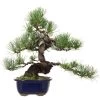 Japanische Mädchenkiefer, Bonsai, 18 Jahre, 42cm -Empfohlener Shop für Topfpflanzen opinpar181 17