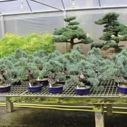 Japanische Mädchenkiefer, Bonsai, 18 Jahre, 42cm -Empfohlener Shop für Topfpflanzen opinpar181 172