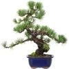Japanische Mädchenkiefer, Bonsai, 18 Jahre, 46cm -Empfohlener Shop für Topfpflanzen opinpar181 24