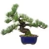 Japanische Mädchenkiefer, Bonsai, 18 Jahre, 40cm -Empfohlener Shop für Topfpflanzen opinpar181 25