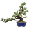 Japanische Mädchenkiefer, Bonsai, 18 Jahre, 44cm -Empfohlener Shop für Topfpflanzen opinpar181 26