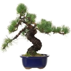 Japanische Mädchenkiefer, Bonsai, 18 Jahre, 42cm