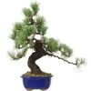 Japanische Mädchenkiefer, Bonsai, 18 Jahre, 49cm -Empfohlener Shop für Topfpflanzen opinpar181 35