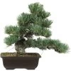 Japanische Mädchenkiefer, Bonsai, 20 Jahre, 38cm 1 Japanische Mädchenkiefer, Bonsai, 20 Jahre, 38cm -Empfohlener Shop für Topfpflanzen opinpar201 02