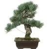 Japanische Mädchenkiefer, Bonsai, 20 Jahre, 41cm -Empfohlener Shop für Topfpflanzen opinpar201 04