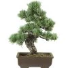 Japanische Mädchenkiefer, Bonsai, 20 Jahre, 45cm -Empfohlener Shop für Topfpflanzen opinpar201 08