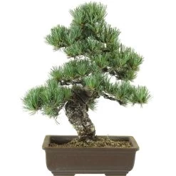 Japanische Mädchenkiefer, Bonsai, 20 Jahre, 45cm