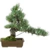 Japanische Mädchenkiefer, Bonsai, 20 Jahre, 40cm -Empfohlener Shop für Topfpflanzen opinpar201 09