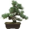 Japanische Mädchenkiefer, Bonsai, 20 Jahre, 39cm 1 Japanische Mädchenkiefer, Bonsai, 20 Jahre, 39cm -Empfohlener Shop für Topfpflanzen opinpar201 10