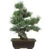Japanische Mädchenkiefer, Bonsai, 20 Jahre, 42cm -Empfohlener Shop für Topfpflanzen opinpar201 11