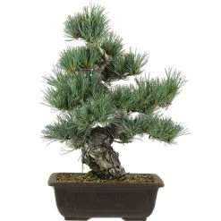 Japanische Mädchenkiefer, Bonsai, 20 Jahre, 42cm