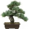 Japanische Mädchenkiefer, Bonsai, 20 Jahre, 43cm 1 Japanische Mädchenkiefer, Bonsai, 20 Jahre, 43cm -Empfohlener Shop für Topfpflanzen opinpar201 15