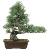 Japanische Mädchenkiefer, Bonsai, 20 Jahre, 47cm -Empfohlener Shop für Topfpflanzen opinpar201 18