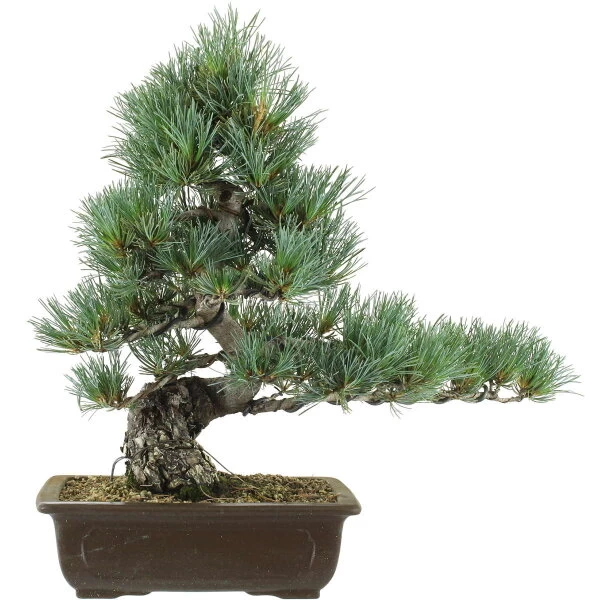 Japanische Mädchenkiefer, Bonsai, 20 Jahre, 47cm 3 Japanische Mädchenkiefer, Bonsai, 20 Jahre, 47cm