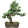 Japanische Mädchenkiefer, Bonsai, 20 Jahre, 46cm -Empfohlener Shop für Topfpflanzen opinpar201 19