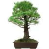Japanische Mädchenkiefer, Bonsai, 45 Jahre, 91cm 1 Japanische Mädchenkiefer, Bonsai, 45 Jahre, 91cm -Empfohlener Shop für Topfpflanzen opinpar451 01