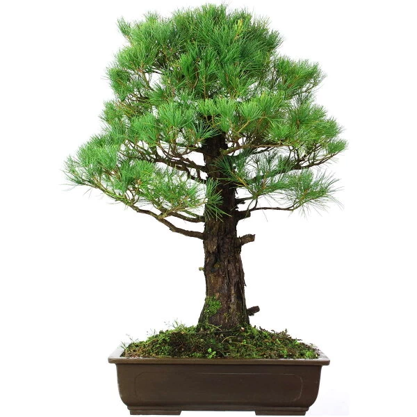 Japanische Mädchenkiefer, Bonsai, 45 Jahre, 91cm 3 Japanische Mädchenkiefer, Bonsai, 45 Jahre, 91cm