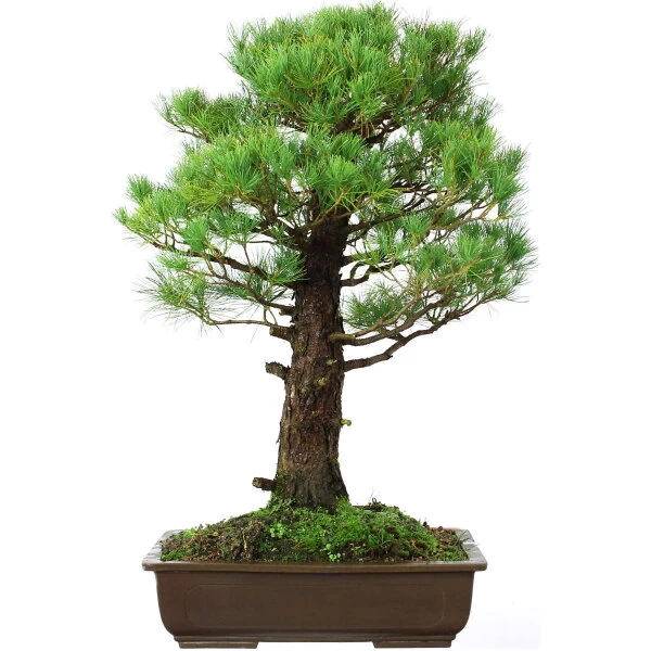 Japanische Mädchenkiefer, Bonsai, 45 Jahre, 91cm 4 Japanische Mädchenkiefer, Bonsai, 45 Jahre, 91cm – Bild 2