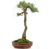 Japanische Mädchenkiefer, Bonsai, 45 Jahre, 64cm 1 Japanische Mädchenkiefer, Bonsai, 45 Jahre, 64cm -Empfohlener Shop für Topfpflanzen opinpar451 05