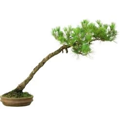 Japanische Mädchenkiefer, Bonsai, 45 Jahre, 64cm -Empfohlener Shop für Topfpflanzen opinpar451 053