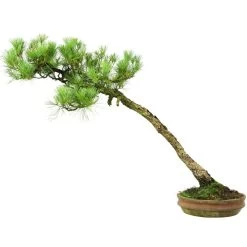 Japanische Mädchenkiefer, Bonsai, 45 Jahre, 64cm -Empfohlener Shop für Topfpflanzen opinpar451 054