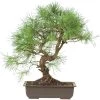Waldkiefer, Bonsai, 18 Jahre, 52cm 1 Waldkiefer, Bonsai, 18 Jahre, 52cm -Empfohlener Shop für Topfpflanzen opinsyl181 01