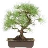 Waldkiefer, Bonsai, 18 Jahre, 46cm -Empfohlener Shop für Topfpflanzen opinsyl181 03