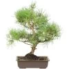 Waldkiefer, Bonsai, 18 Jahre, 57cm -Empfohlener Shop für Topfpflanzen opinsyl181 06