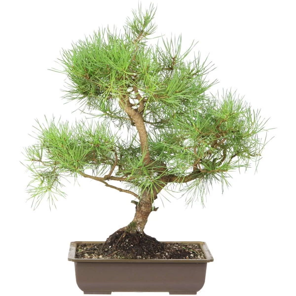 Waldkiefer, Bonsai, 18 Jahre, 57cm 3 Waldkiefer, Bonsai, 18 Jahre, 57cm