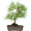 Waldkiefer, Bonsai, 18 Jahre, 49cm -Empfohlener Shop für Topfpflanzen opinsyl181 14