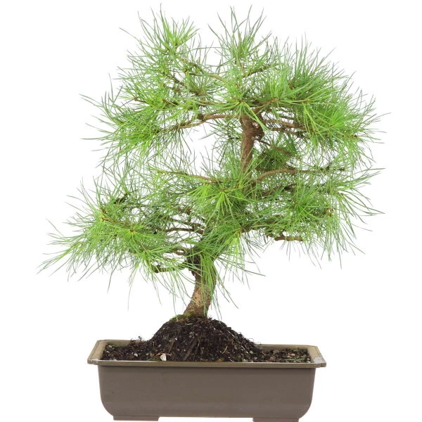 Waldkiefer, Bonsai, 18 Jahre, 49cm 3 Waldkiefer, Bonsai, 18 Jahre, 49cm