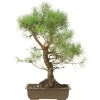 Waldkiefer, Bonsai, 18 Jahre, 60cm 1 Waldkiefer, Bonsai, 18 Jahre, 60cm -Empfohlener Shop für Topfpflanzen opinsyl181 17