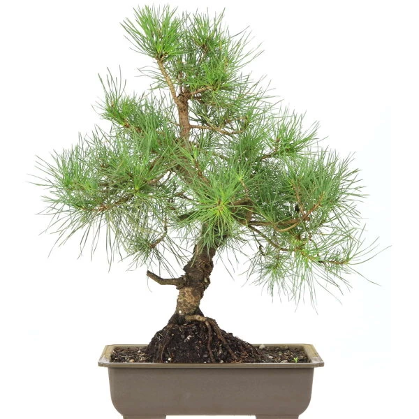 Waldkiefer, Bonsai, 18 Jahre, 54cm 3 Waldkiefer, Bonsai, 18 Jahre, 54cm