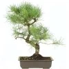 Waldkiefer, Bonsai, 18 Jahre, 54cm 1 Waldkiefer, Bonsai, 18 Jahre, 54cm -Empfohlener Shop für Topfpflanzen opinsyl181 24