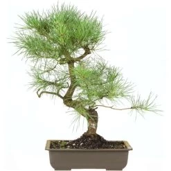 Waldkiefer, Bonsai, 18 Jahre, 54cm