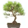 Waldkiefer, Bonsai, 18 Jahre, 55cm -Empfohlener Shop für Topfpflanzen opinsyl181 27