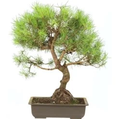 Waldkiefer, Bonsai, 18 Jahre, 55cm